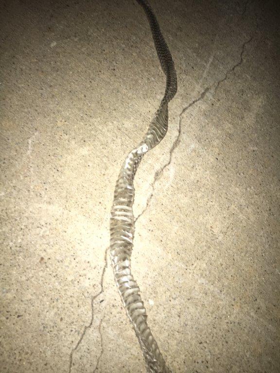 Fort Worth snake skin